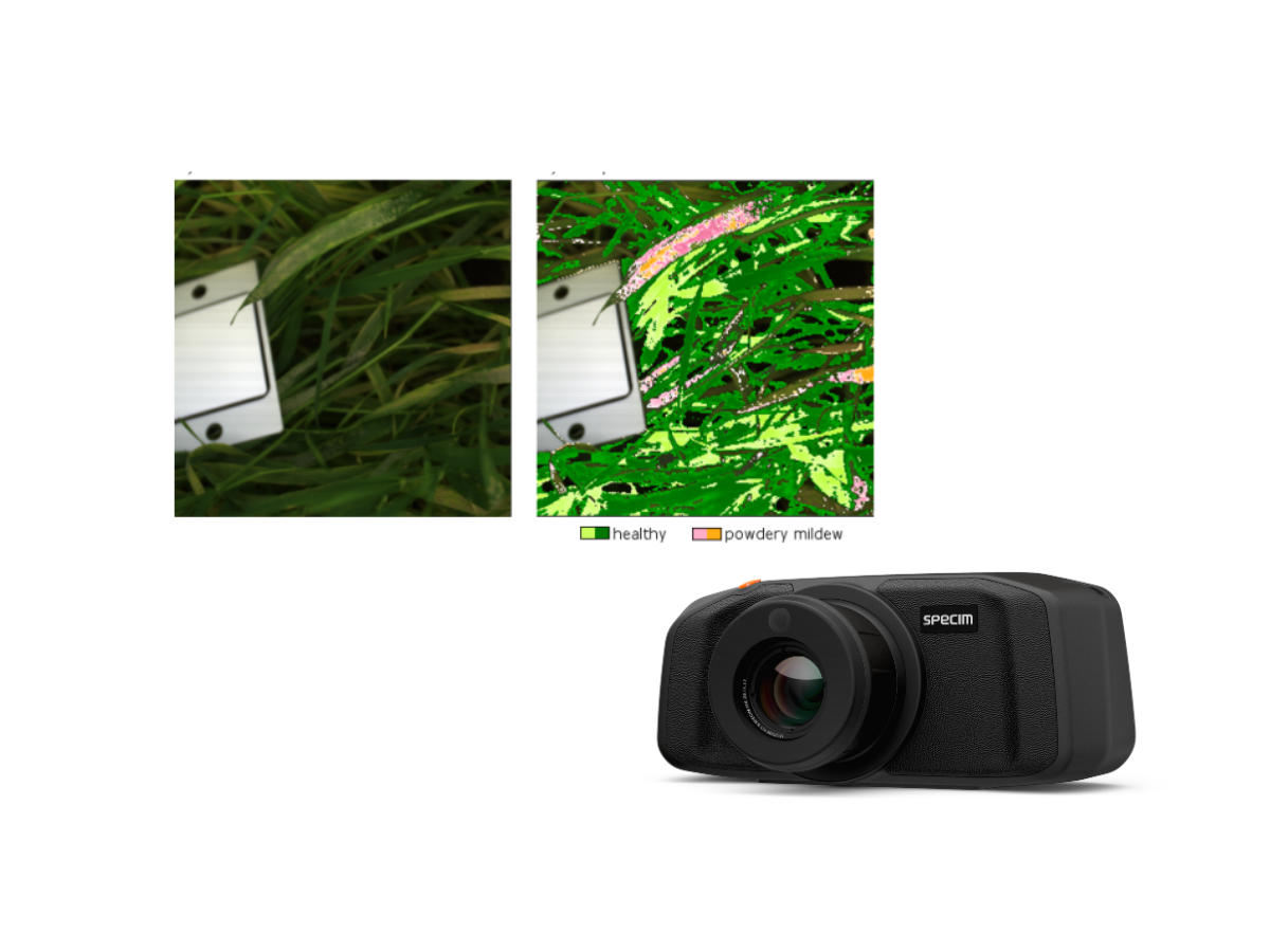 Specim IQ beside side by side image of vegetation in RGB and hyperspectral indicating powdery mildew