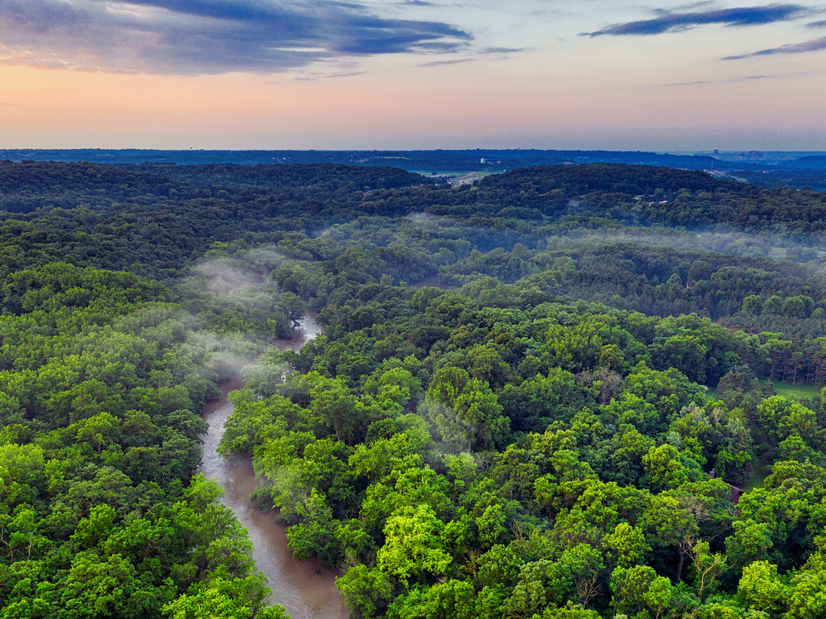 Image of forest from above