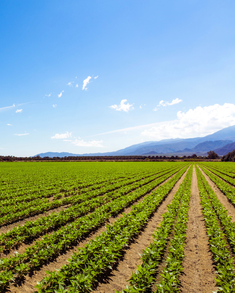 Image of rows of crops 